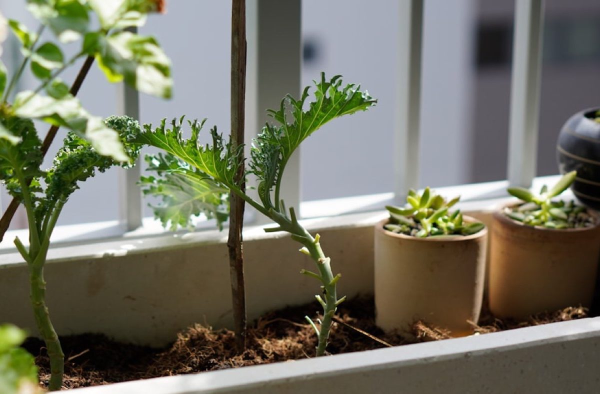 Aménager un jardin de balcon facile et durable