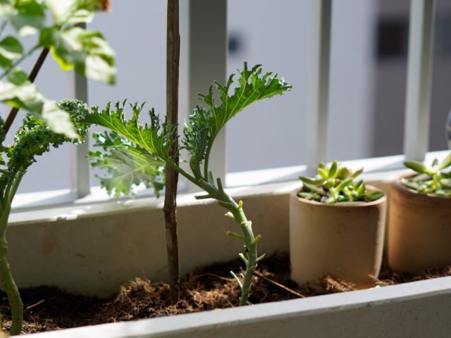 Aménager un jardin de balcon facile et durable