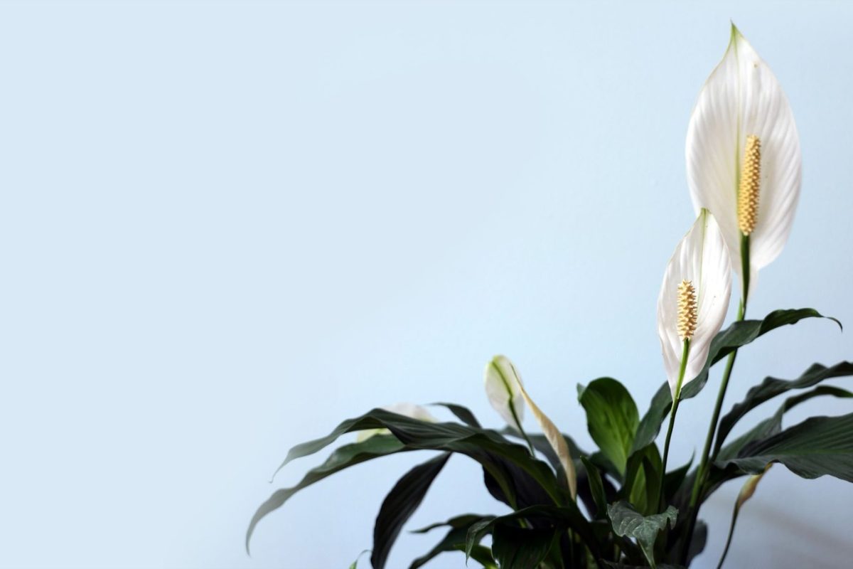 Meilleures plantes d'intérieur pour purifier l'air de la maison