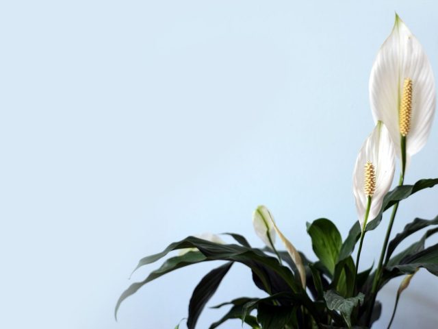 Meilleures plantes d’intérieur pour purifier l’air de la maison